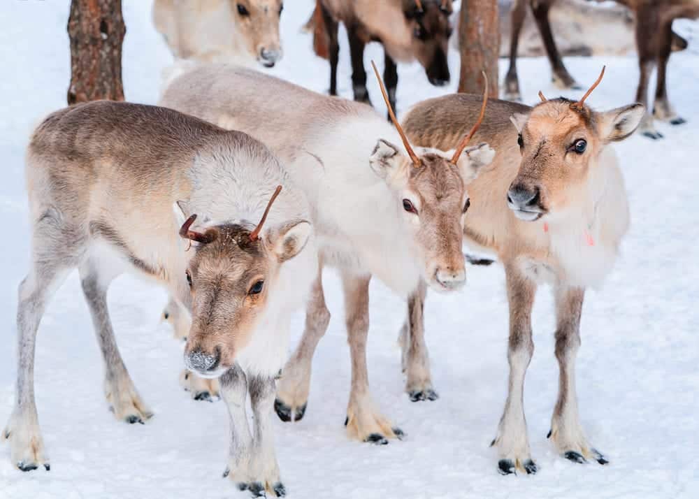 Reindeers at farm in winter Lapland Rovaniemi of Northern Finland