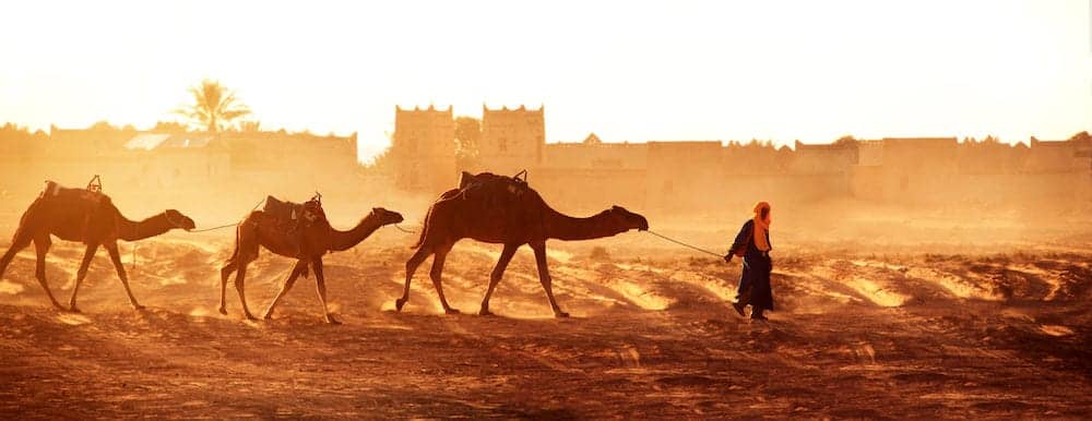 Horizontal banner with caravan of camels in Sahara desert, Morocco. Driver-berber with three camels dromedary on sunrise sky background and traditional moroccan houses