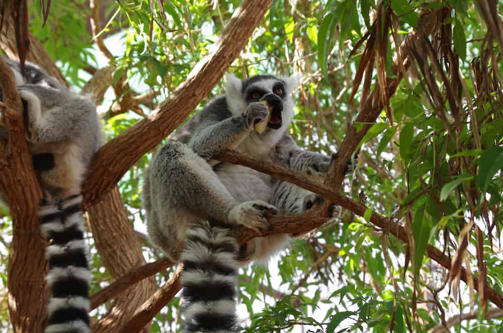 Ring-tailed lemur eating the fruit on the tree at Monkey park Tenerife Canary island