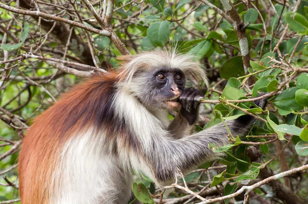 A monkey eats a tree branch. Kirks red colobus. Africa, Zanzibar.