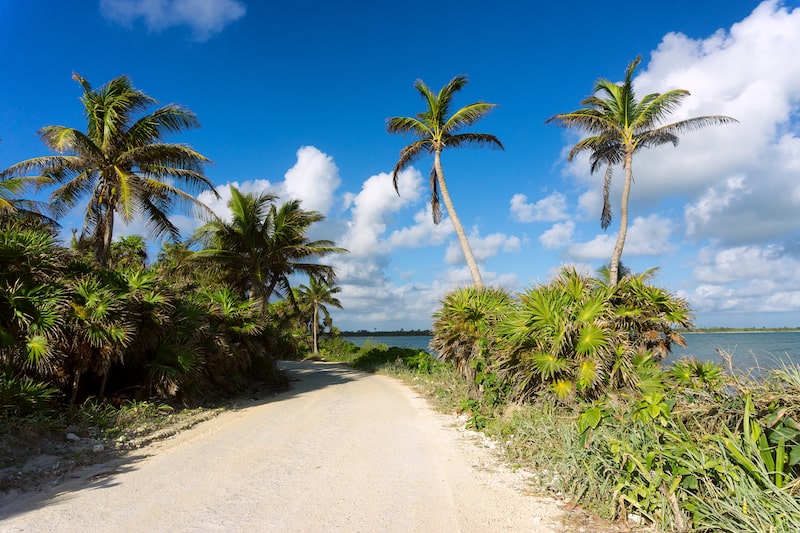 Palm trees by a dirt road in the Sian Kaan Biosphere near Tulum Mexico