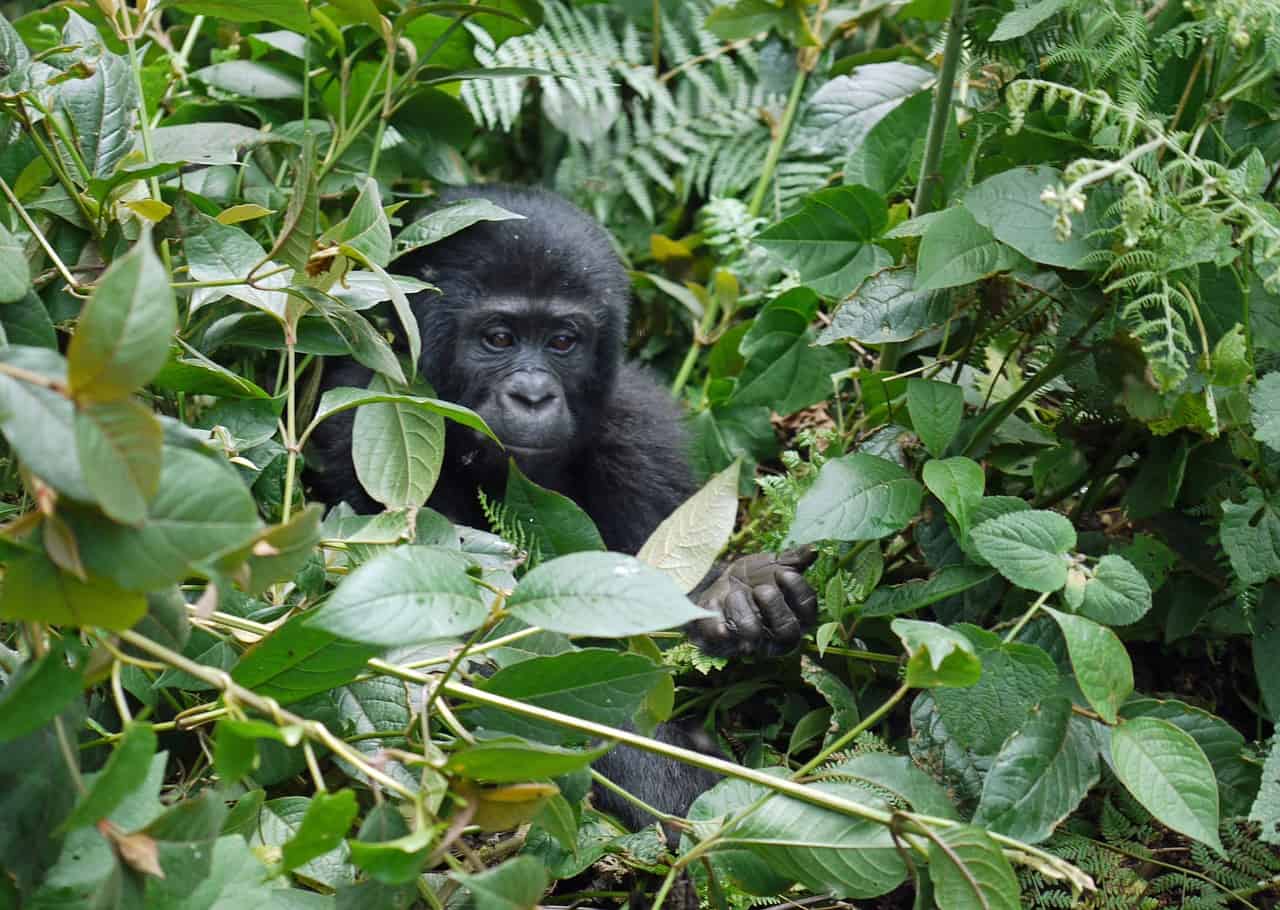 The Ultimate Guide to One Day Gorilla Trekking in Bwindi Forest National park