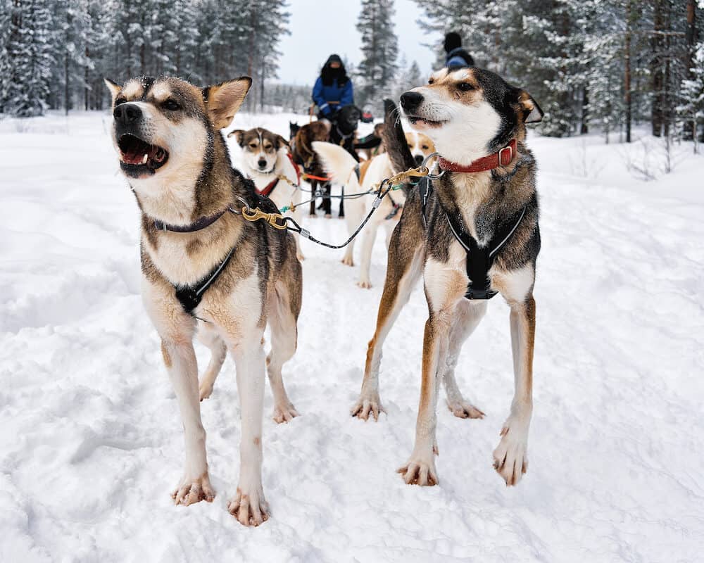 Rovaniemi Finland - People on Husky dogs sledding in winter forest Rovaniemi Lapland Northern Finland