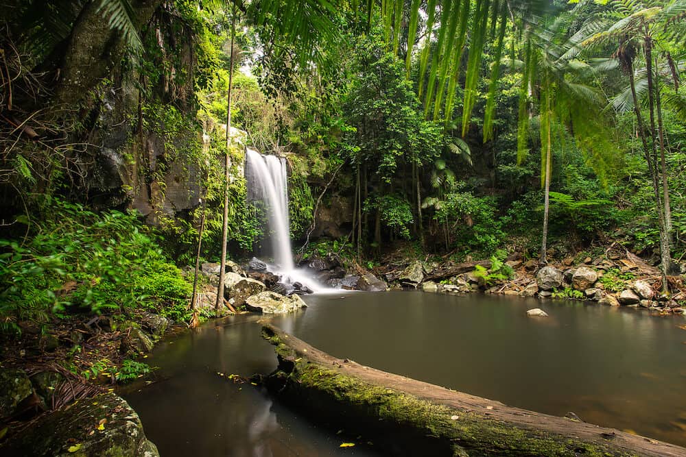 Curtis Falls a popular waterfall in Tamborine National Park on Mount Tamborine in the Gold Coast Hinterland, Queensland, Australia