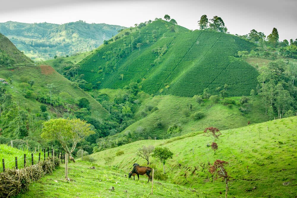 This image shows a coffee plantation in Jerico Colombia. In the front is a meadow with cows grazing