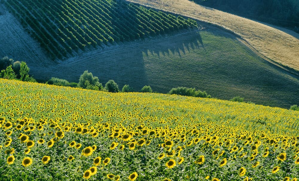 Country landscape between Imola (Bologna) and Riolo Terme (Ravenna Emilia Romagna Italy) at summer. Vineyards