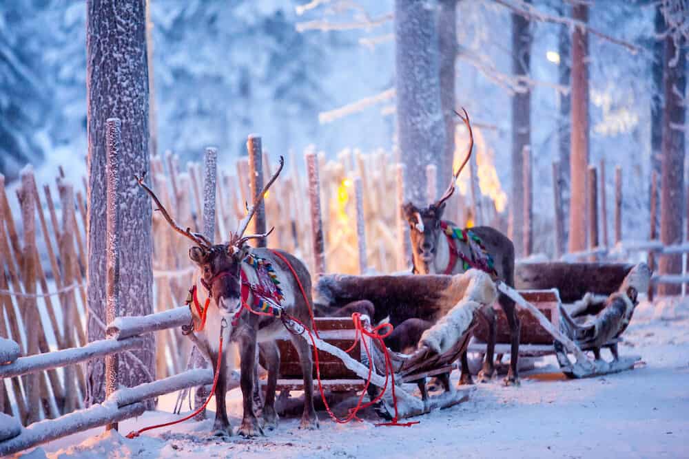 Reindeer with sledge in winter forest in Rovaniemi, Lapland, Finland