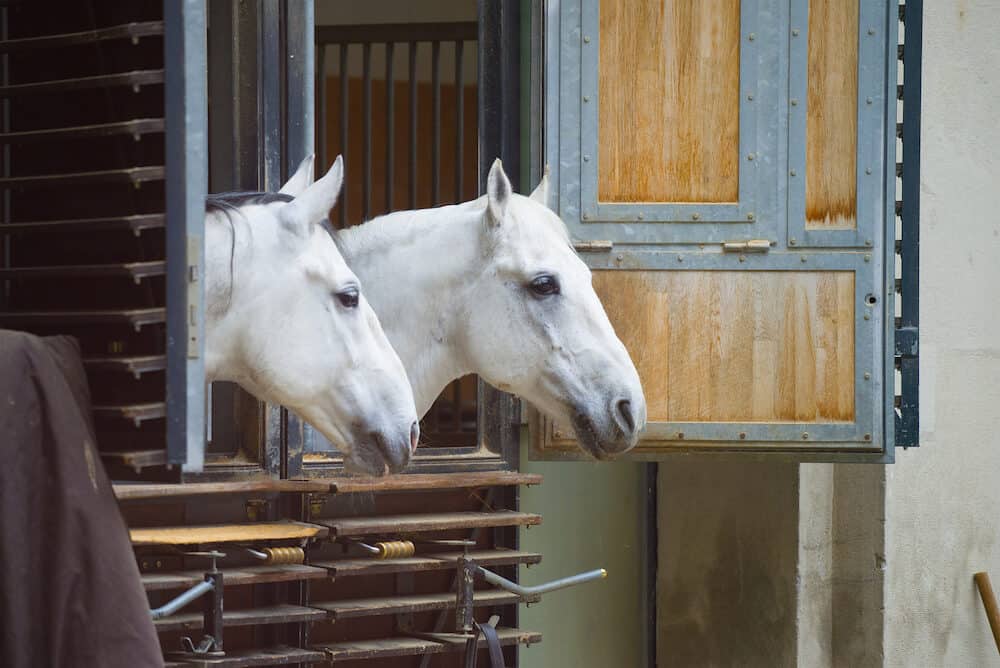 VIENNA, AUSTRIA - Two white horses peeking out of the stables. Spanish Riding School in Vienna