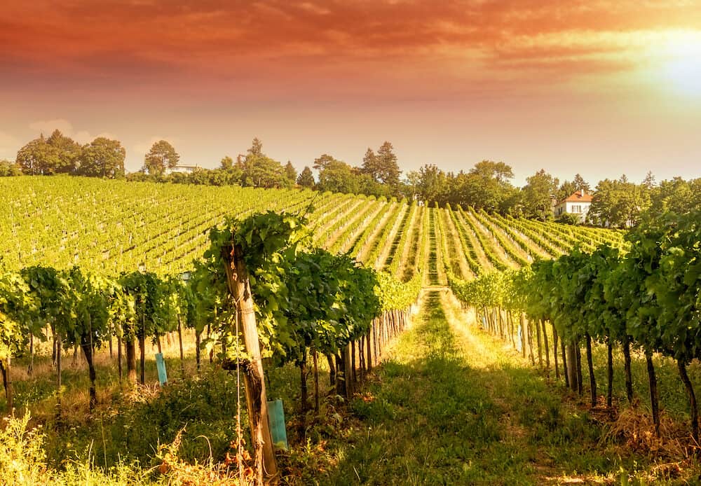 Vineyard hills of the city of Vienna at sunset, toned