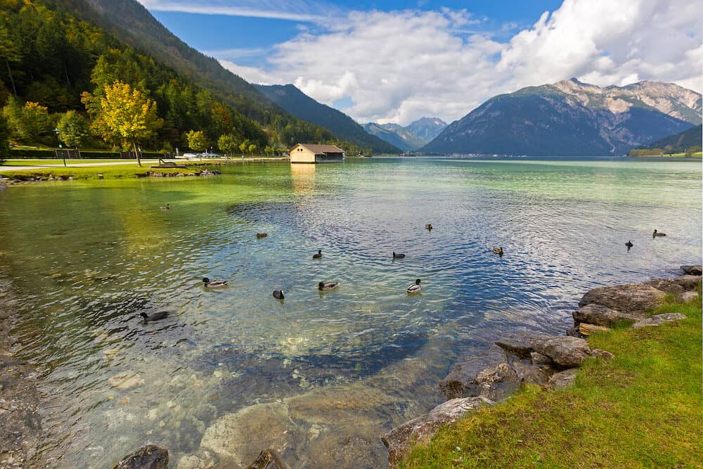 Mallards, Coots swimming in crystal clear lake water of Achensee lake in blue green shade of fresh Turquoise water, northern part of Achen Lake during Autumn in Tyrol, Austria, Europe