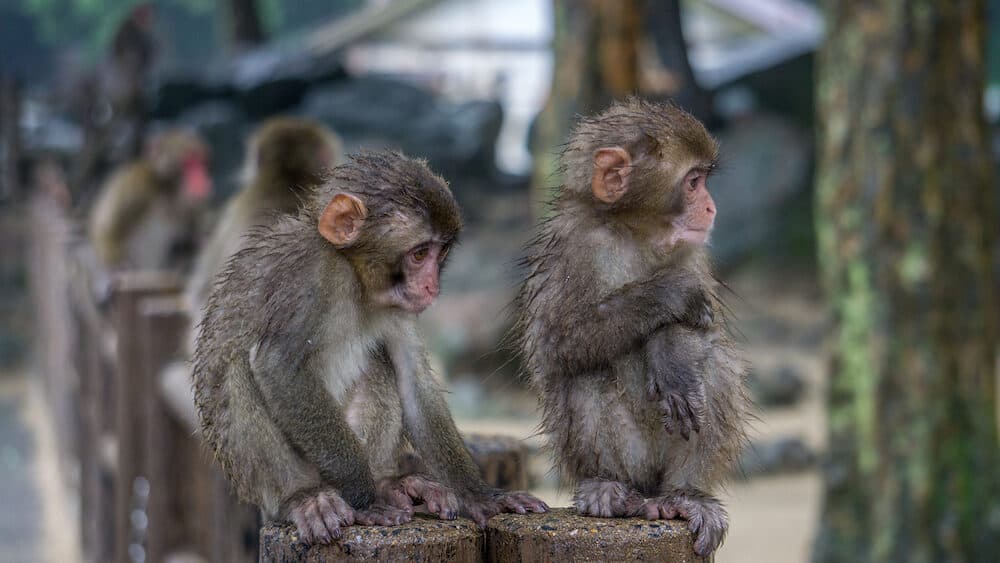 Two Japanese Macaques sitting next to each other.