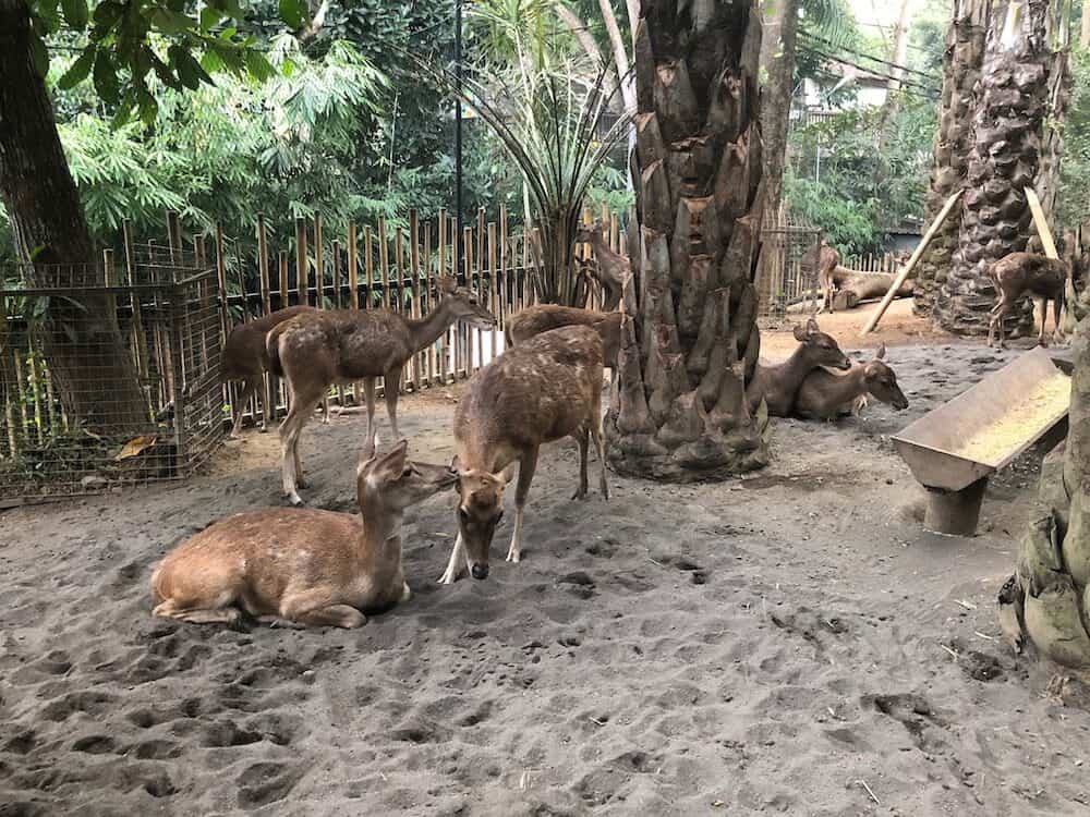 Bali Zoo