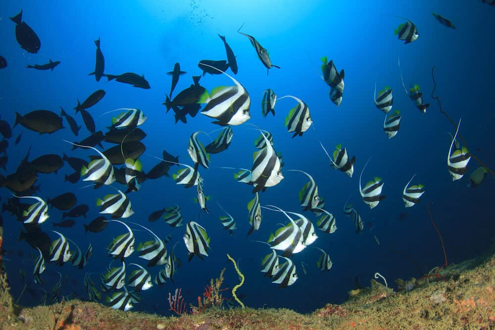 Bannerfish coral reef fish in ocean