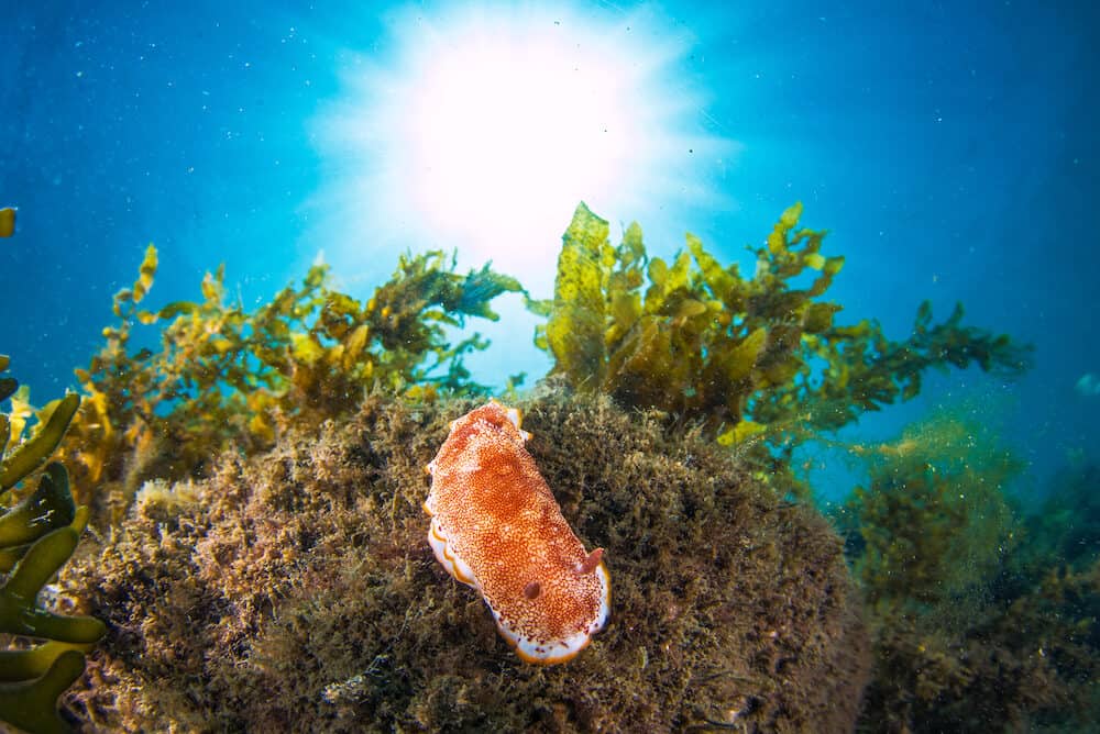 A nudibranch shot wide angle with sunburst
