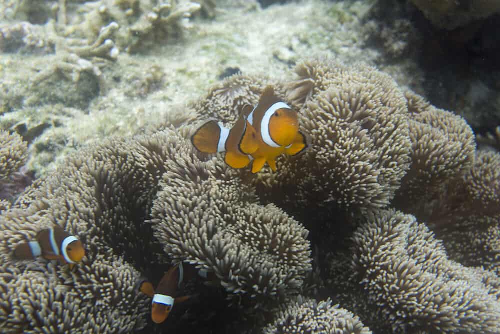 Clownfish in anemone under the sea, Togian island, Indonesia