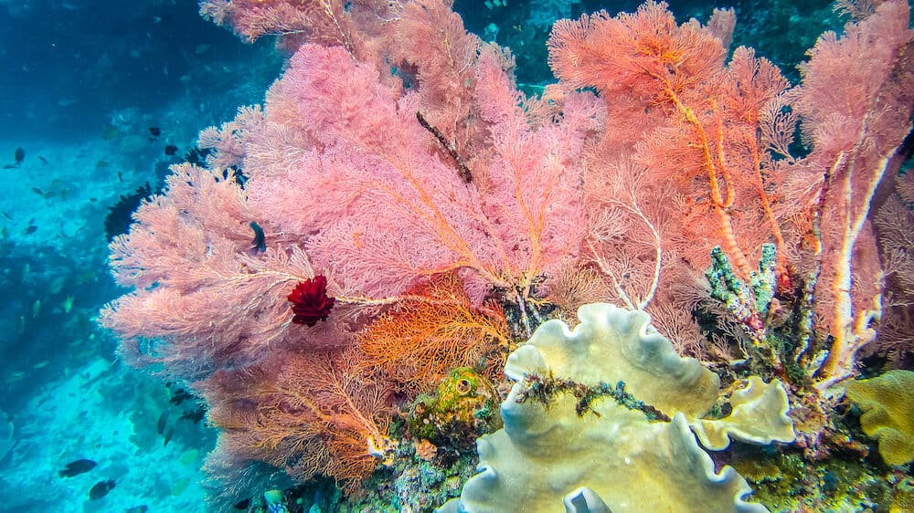 Lilac Colorful soft coral reef and diver in Raja Ampat, Indonesia.