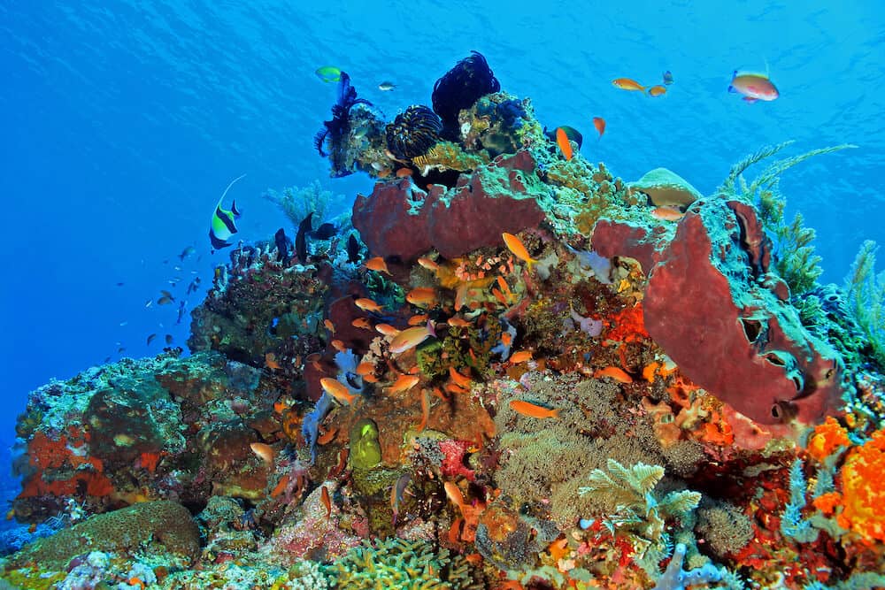 The Pristine and Colorful Coral Reefs of Komodo Indonesia