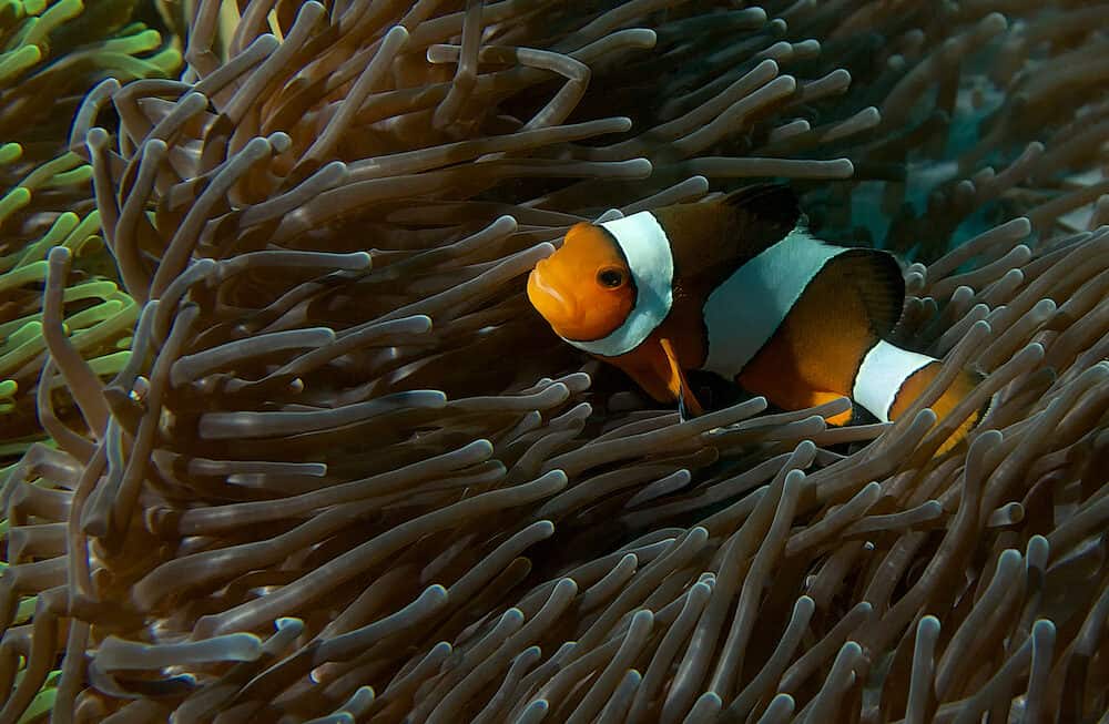 False Clownfish and Magnificent Anemone of the coast of Phuket, Thailand