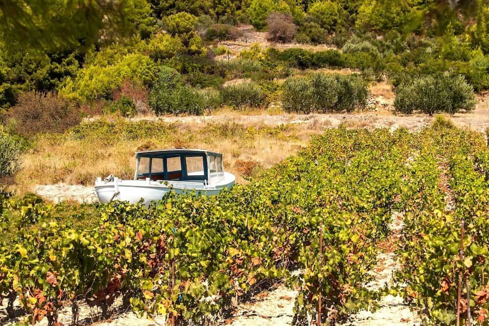 Vineyards in Croatia on the island of Hvar. Growing wine on the Adriatic. Fenced vineyard on stony ground. A sunny day in the countryside by the sea