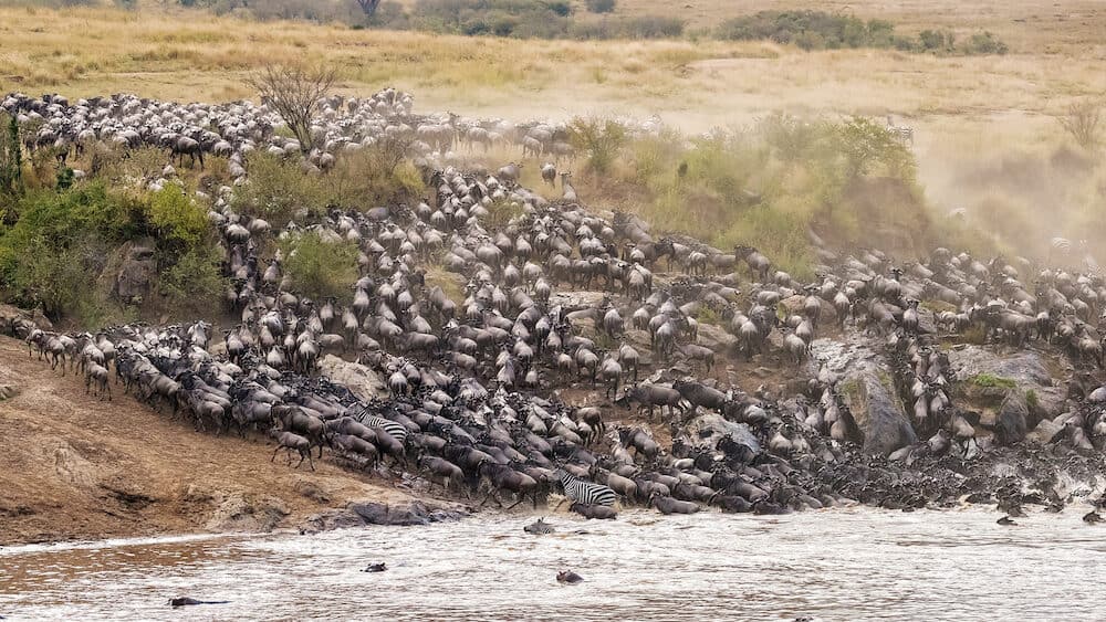 Wildebeest and zebra cross the Mara River during the annual great migration in the Masai Mara, Kenya. Hippos can be seen in the foreground.