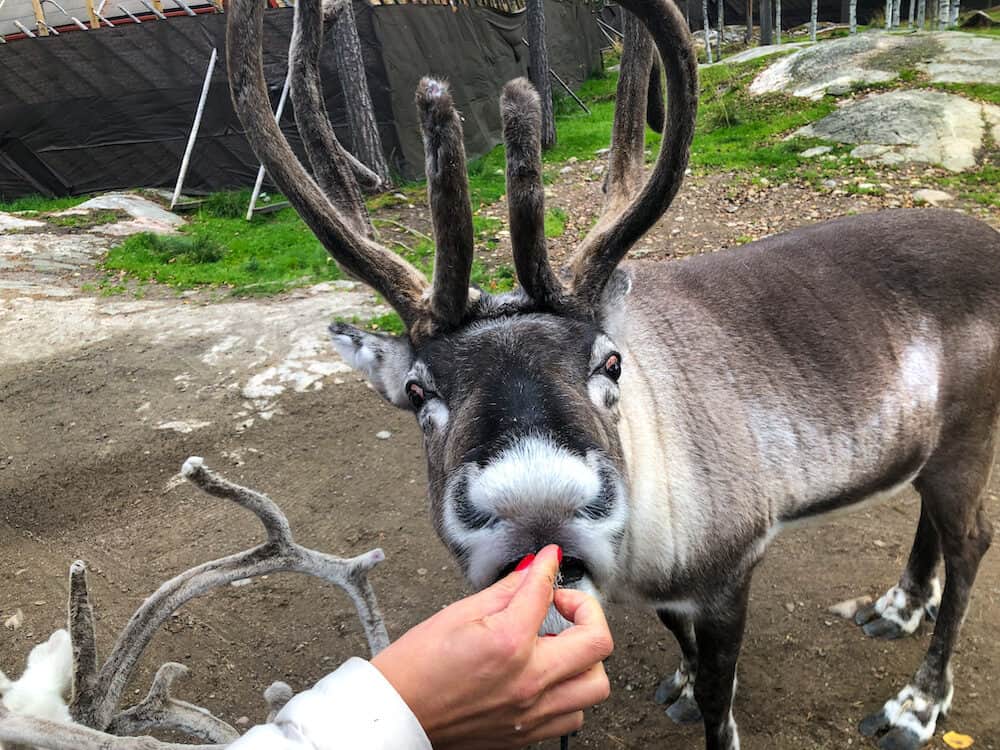 Meet and feed Santa’s Reindeer at Santa's Village