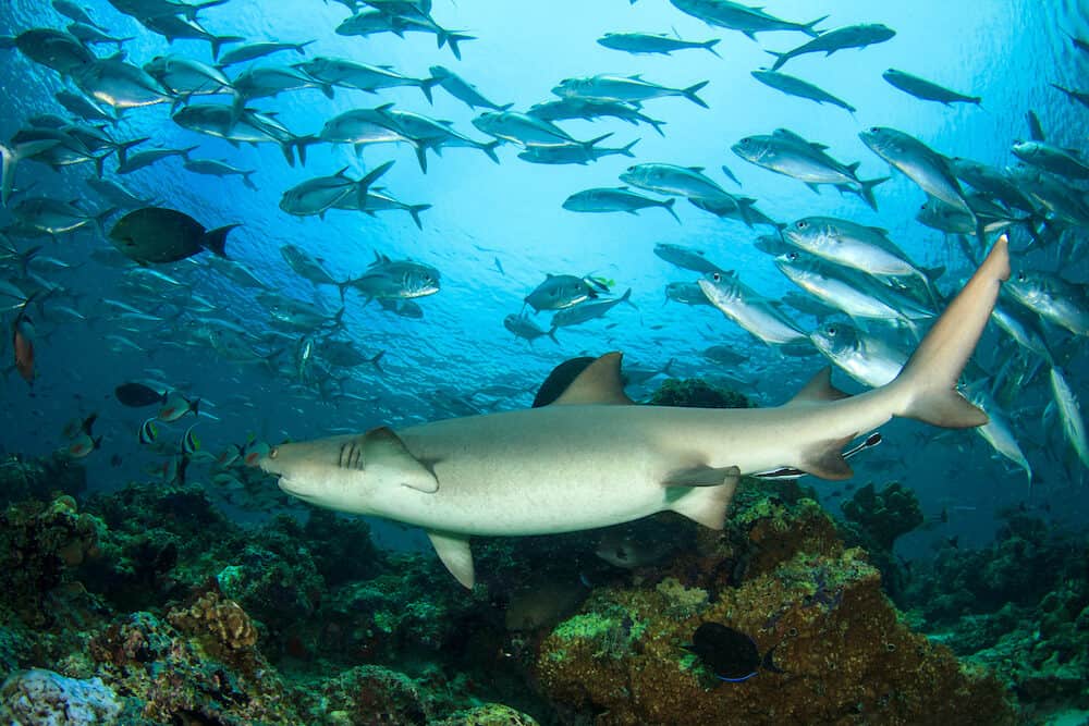 Shark and fish, Pregnant Whitetip Reef Shark and Jack fish