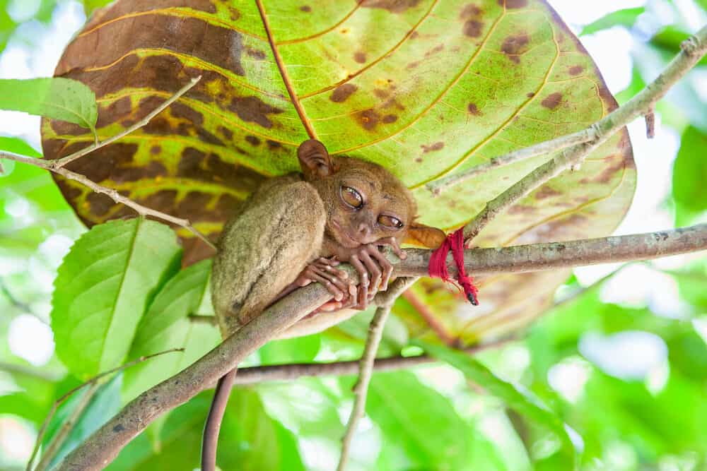 Tropical Philippino Tarsier from Bohol in the Philippines