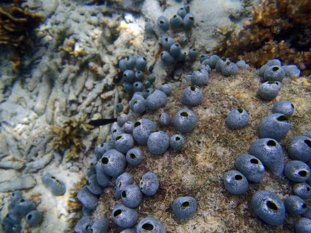 sponge on a tropical coral reef wall Cambodia