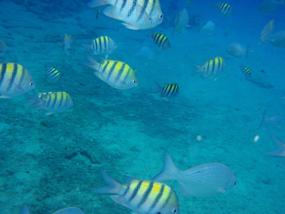 view of people Scuba Diving in caribbean sea