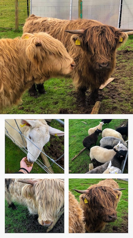 Hairy Coos and Sheep at Island at the edge on the Isle of Skye