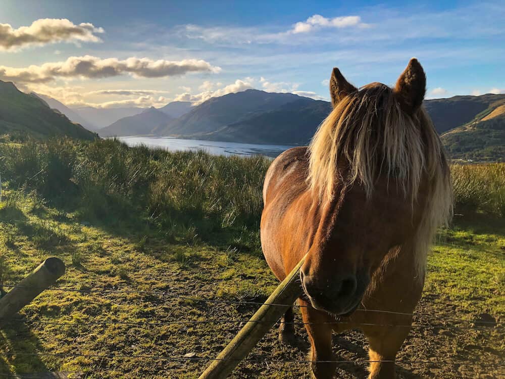 Horses on Unicorn road 