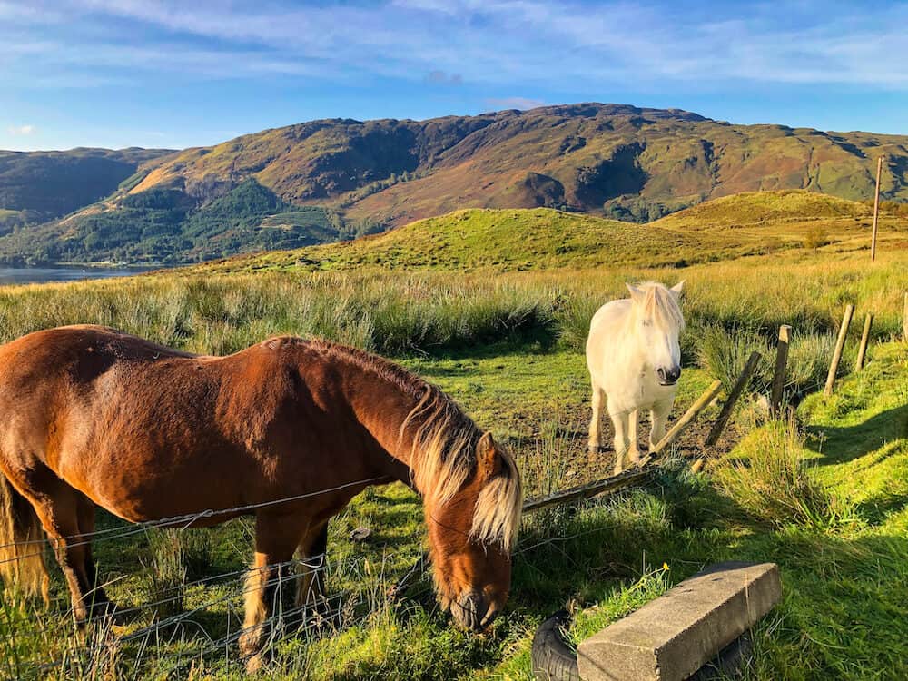 Horses on Unicorn road 