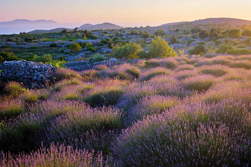 Lavender field on Hvar island in sunshine, Croatia