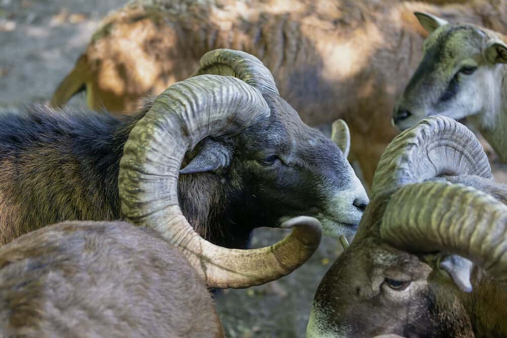 The European mouflon (Ovis orientalis musimon).Male mouflon are known as rams.