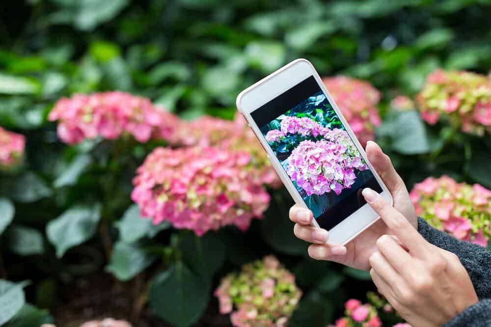 Woman taking photo on Hydrangea at garden