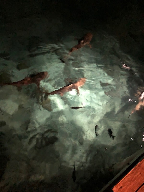 Nightly shark feeding at Fatboy's resort in the Solomon Islands