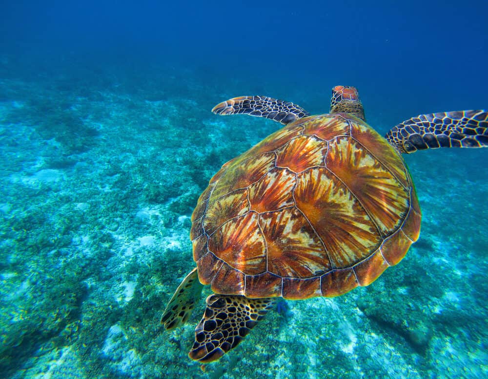 Green sea turtle in clear sea water. Tropical nature of exotic island. Olive ridley turtle in blue sea water. Sea tortoise swims underwater. Undersea photo. Protected marine animal in wild nature