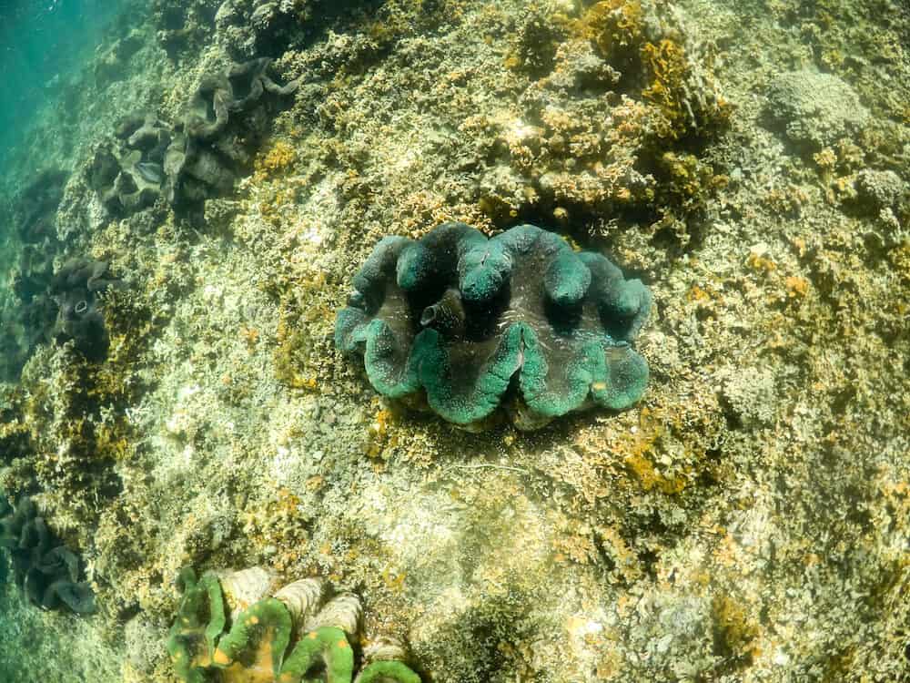 Green giant clam photographed underwater at sanctuary and reserve for clams at Upolu Island, Western Samoa, South Pacific