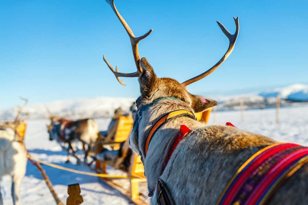 Close up of reindeer pulling a sledge Northern Norway on sunny winter day