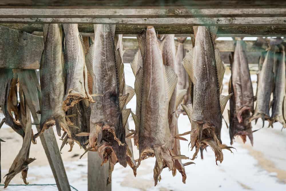 Dried salmon fish hunging in drier Norway