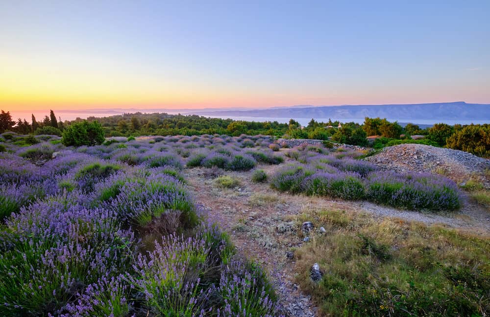 Lavender field on Hvar island at sunset, Croatia