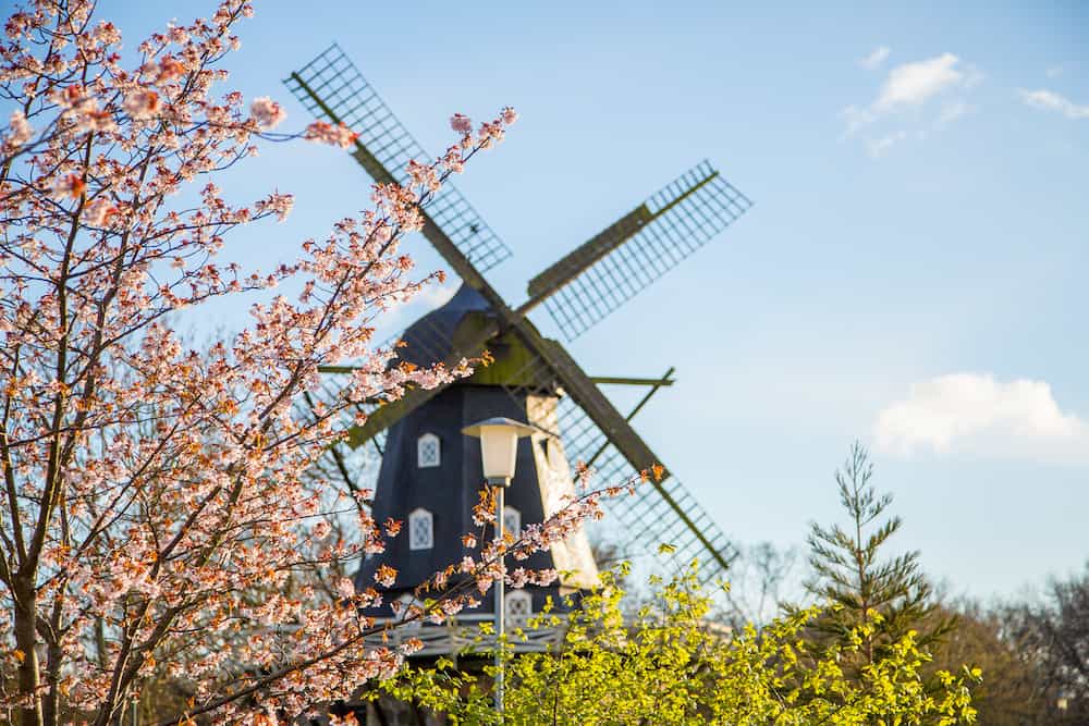 Wind mill standing behind a cherry blossom tree in the spring in Sweden
