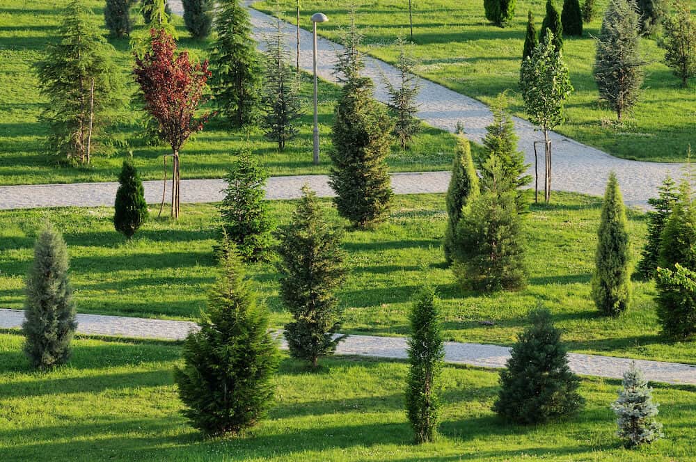 Young park with small trees on sunset light