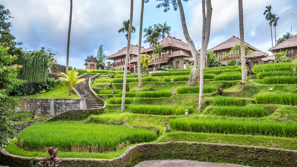 View of countryside in Bali with coconut trees and rice hanging gardens