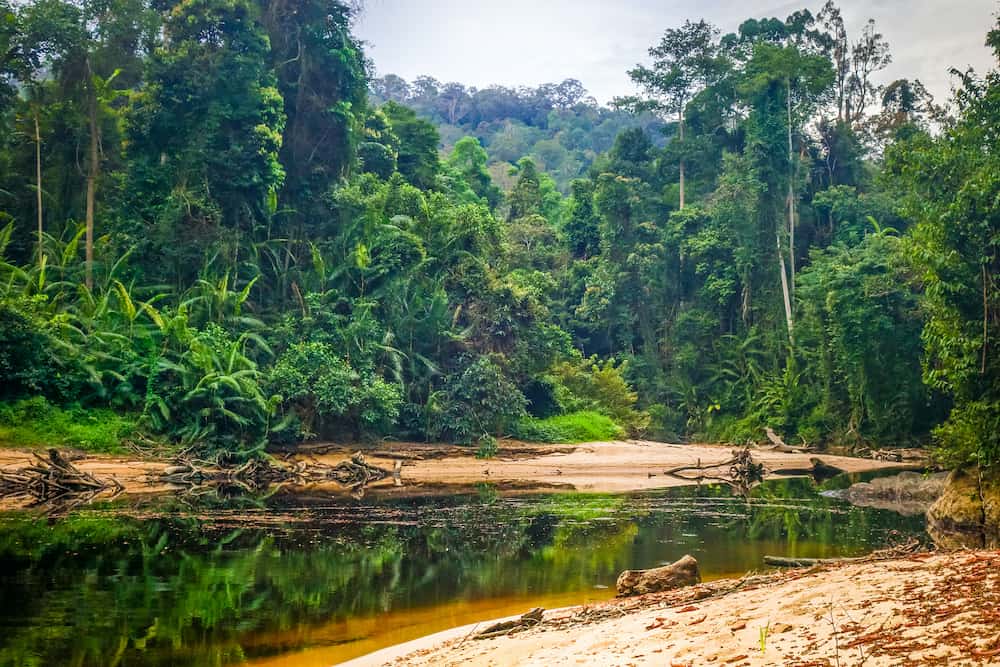 River in Jungle rainforest. Taman Negara national park, Malaysia