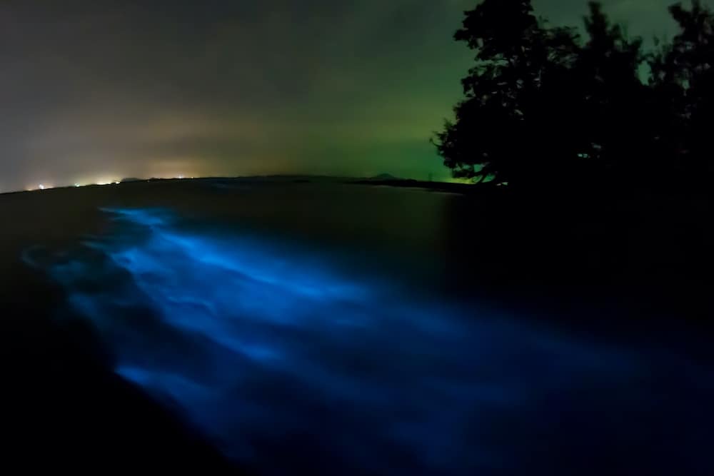 Bioluminescent plankton. Glowing wave with long exposure.