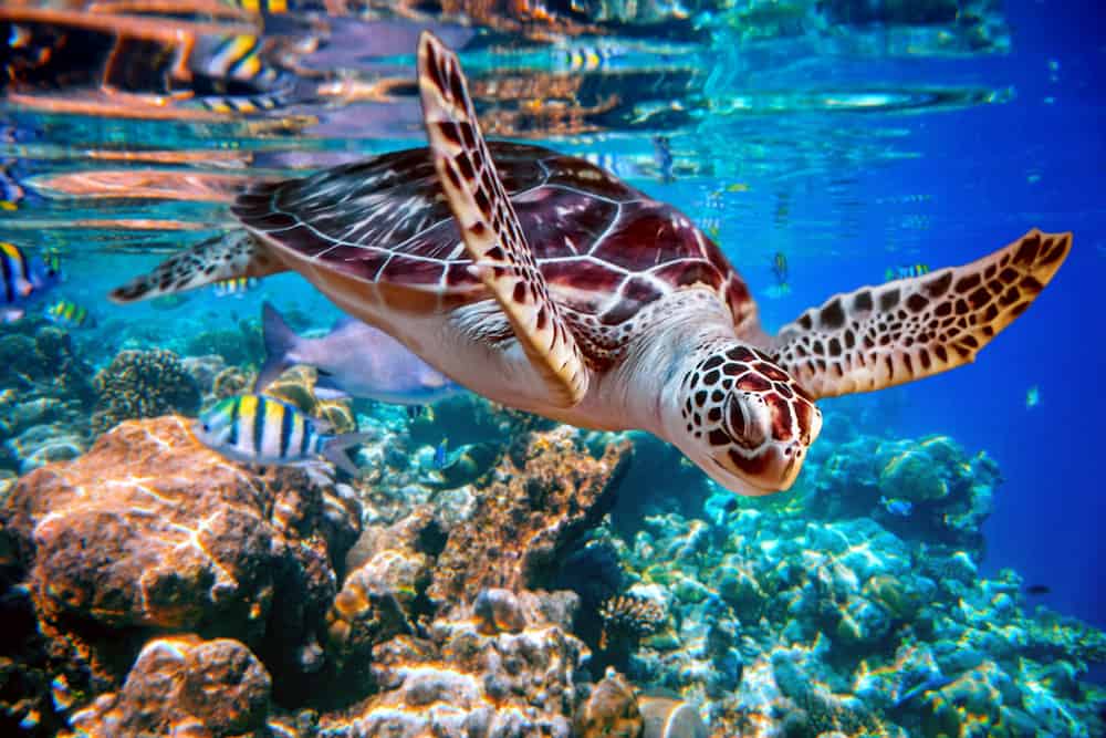 Sea turtle swims under water on the background of coral reefs. Maldives Indian Ocean coral reef.