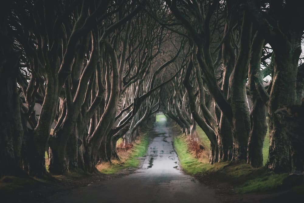 The Dark Hedges in Northern Ireland. Majestic, spooky and mysterious road across very old trees. Featured in the Game of Thrones as the Kings Road.