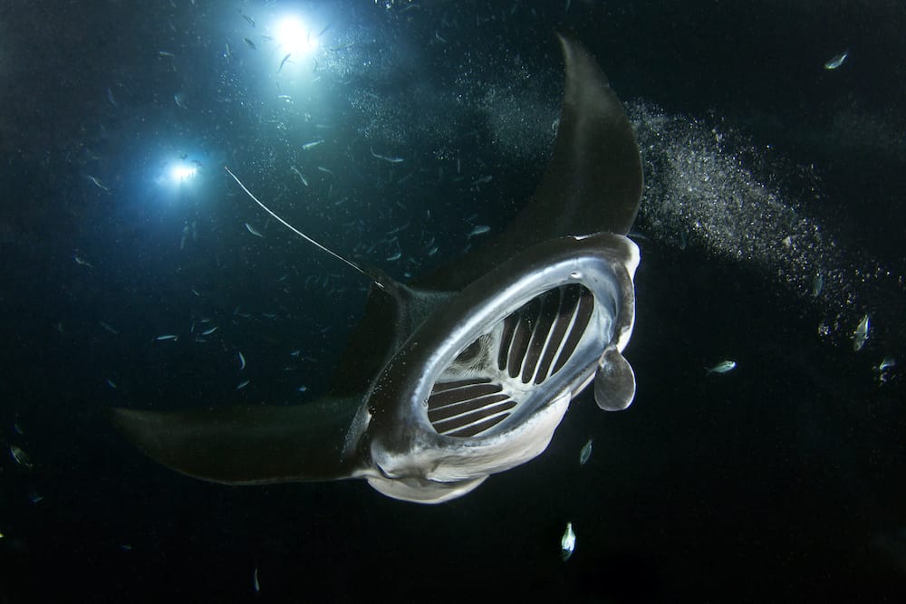 A manta swoops down on the divers at the manta ray night dive in Kona, Hawaii.