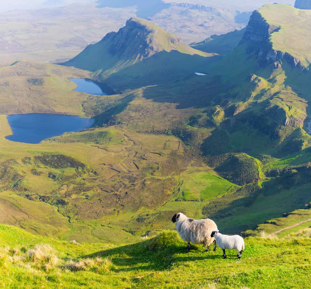 Sheep In Mountain, Isle of Skye, Scotland, United Kingdom, Panoramic view On Isle of Skye